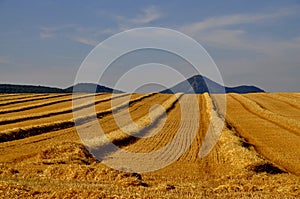 Landscape after harvest