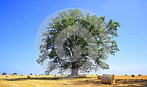 Landscape with hay roll