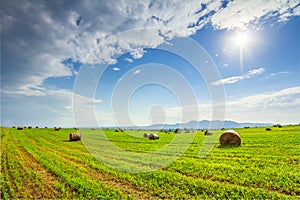 Landscape with hay roll on sunny day.