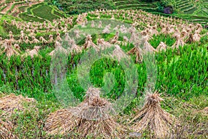 Landscape with hay stacks drying on rice fields