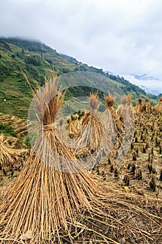 Landscape with hay stacks drying on rice fields