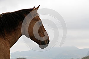 A landscape head shot of a brown horse.