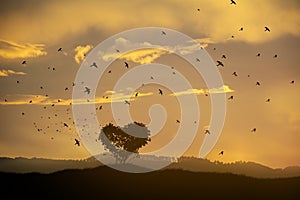 landscape with heart shape tree