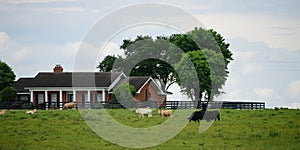 Landscape with herd of cow grazing on green field with fresh grass.