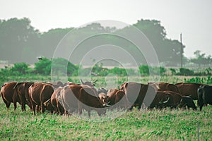 Landscape with herd of cow grazing on green field with fresh grass. Herd of cows grazing at summer green field.