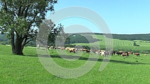 Landscape with herd of cows on the meadow, the biosphere reservation Bile Karpaty UNESCO