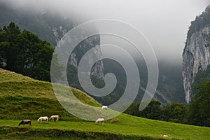 Landscape-Herd of cows in the Pyrenees-France