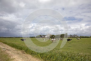 Landscape with herd of cows, rainy weather is coming in cloudy skies, in the pasture, farm in the background on the isle of