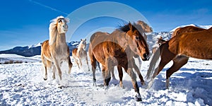Landscape of a herd of horses in a snowy field in Westcliffe, Colorado