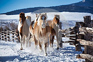 Landscape of a herd of horses in a snowy field in Westcliffe, Colorado