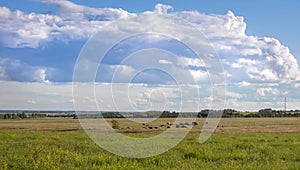 landscape with a herd of livestock, cows and sheep grazing in a meadow