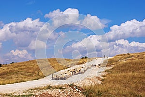 Landscape with herd of sheep coming down the hill. Balkans, Montenegro, Krnovo