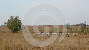 Landscape herd of sheep grazing in field under open boundless blue sky