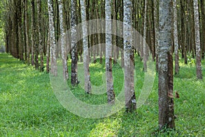 Landscape of Hevea brasiliensis Muell. Arg. or Para Rubber