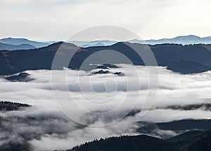 Landscape with high mountains. Fields and meadow are covered with morning fog and dew. Forest of the pine trees. The early morning