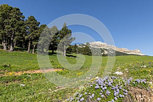 Landscape of the high plateaus of the South Vercors, Combeau valley, France