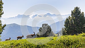 Landscape of the high plateaus of the South Vercors, Combeau valley, France photo