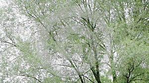 Landscape with high willows with crown rustling in the wind over the river