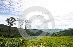 Landscape of highland in Thailand