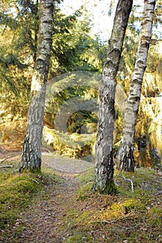 Landscape of hiking trail or path surrounded by fir, cedar, or pine trees in quiet woods in Sweden. Environmental growth