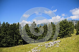 Landscape on the hill, with green grass, forest and blue sky