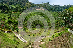 Landscape of hills with green tea fields and mountain river. Pure green nature