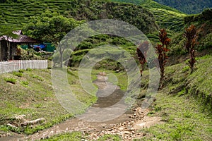 Landscape of hills with green tea fields and mountain river. Pure green nature