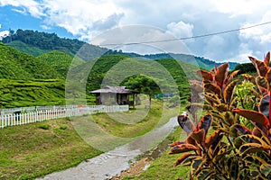 Landscape of hills with green tea fields and mountain river. Pure green nature