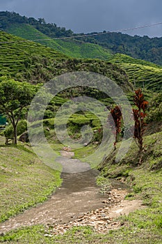 Landscape of hills with green tea fields and mountain river. Pure green nature