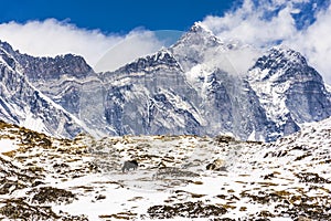Landscape of Himalaya mountains with a lonely yak, around the region of the Everest base camp, Nepal.