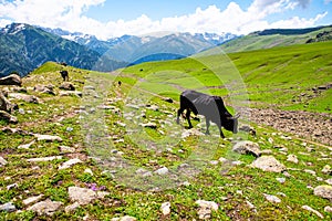 Landscape in the Himalayas Panoramic view from the top of Sonmarg, Nepal\'s Kashmir valley in the Himalayan region India.