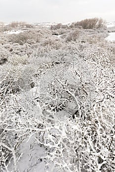 Landscape at Hollands Duin in winter