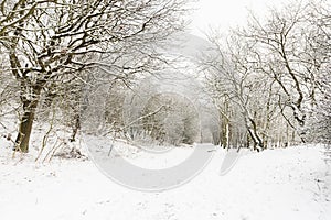 Landscape at Hollands Duin in winter