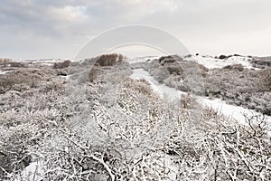 Landscape at Hollands Duin in winter photo