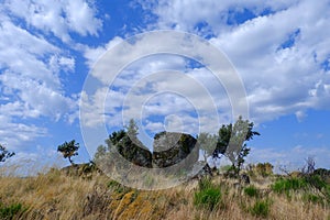 Landscape of holm oaks with a foreground of granite rocks