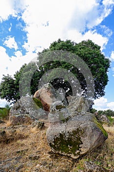 Landscape of holm oaks with a foreground of granite rocks