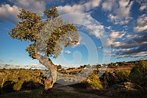 Landscape with holm oaks in the natural park of conrnalvo. Extremadura, Spain
