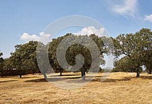 Landscape with holm oaks and pastures in August. Extremadura. Spain