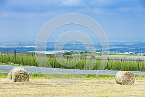 landscape with hops garden, Czech Republic