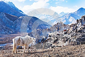 Landscape with horse from Nepal, Tibet photo