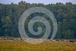 Landscape with horses grazing in meadow