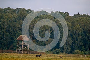 Landscape with horses grazing in meadow