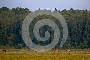 Landscape with horses grazing in meadow