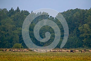 Landscape with horses grazing in meadow