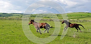 Landscape and horses running