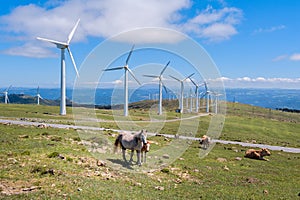 Landscape with horses, wind turbines for electric power generation, blue sky and clouds.