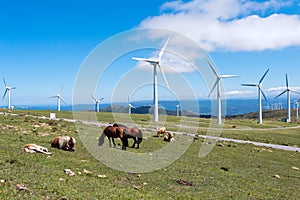 Landscape with horses, wind turbines for electric power generation