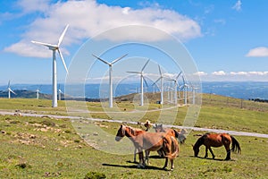 Landscape with horses, wind turbines for electric power generation, blue sky and clouds.