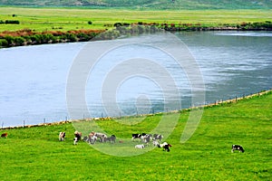 Landscape of Hulunbuir Grasslands