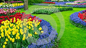 Landscape ideas for spring gardens. Scenery photo with original circular flower beds in Keukenhof Garden, Amsterdam. Tulips and